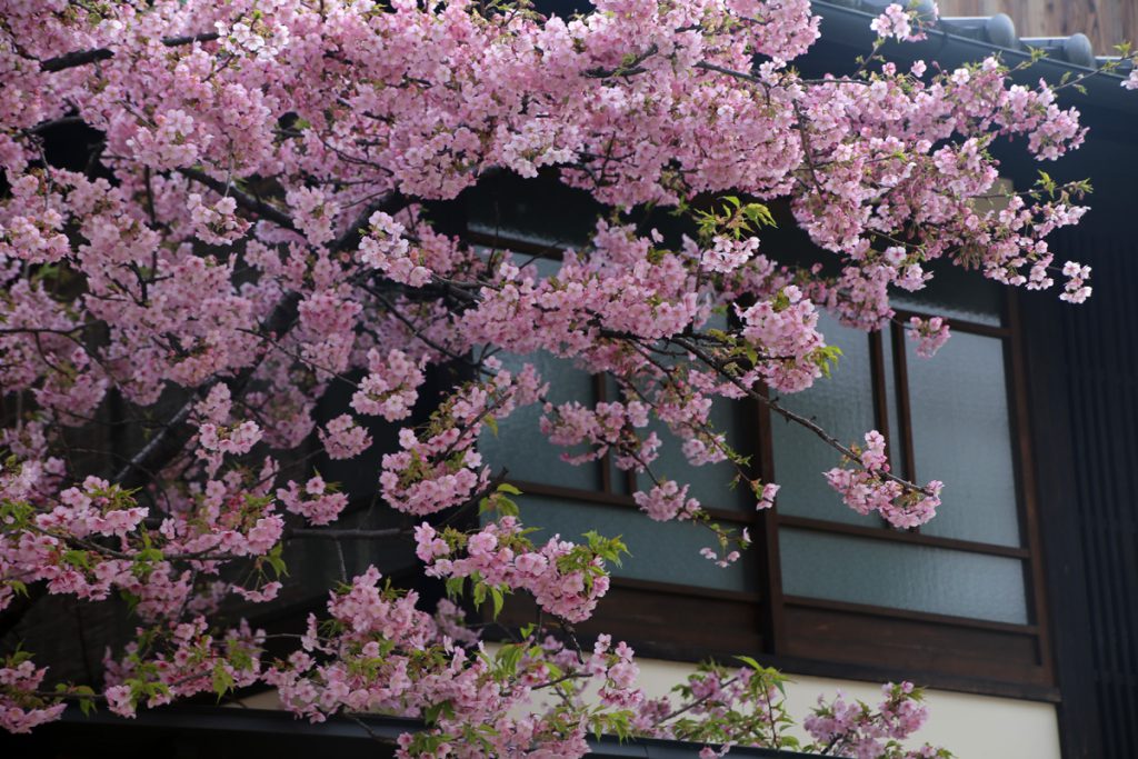 京町家一棟貸し切りの宿の桜