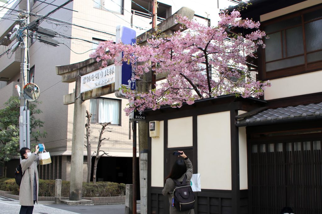京都　東山の桜