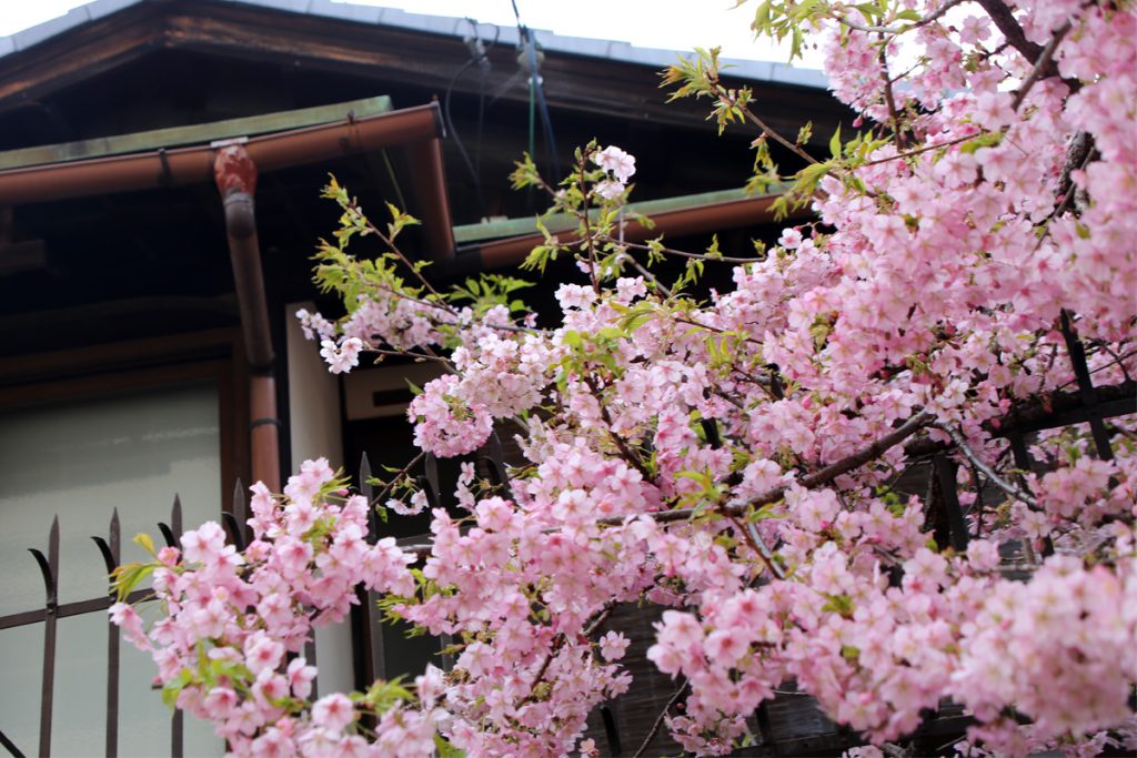 京都　東山　京町家の宿の庭の桜