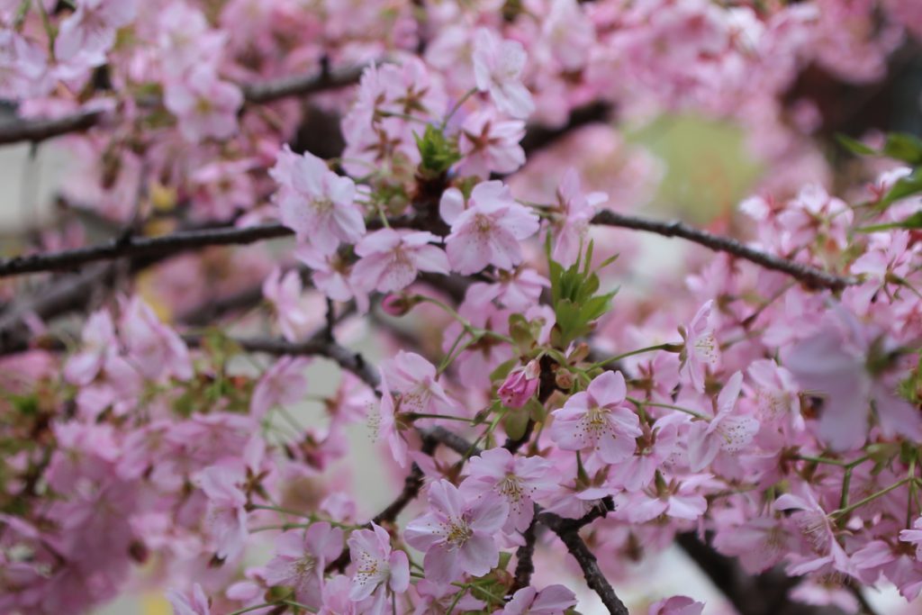 京都　早咲きの桜
