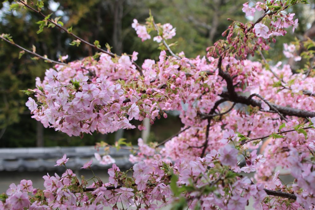 京町家『幸遊庵』の桜